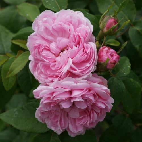 Vendita, rose, online Rosa Jacques Cartier - rosa - rose ibridi perenni - rosa intensamente profumata - Jean Desprez - Varietà rosa pallido con fragranza forte e dolce.